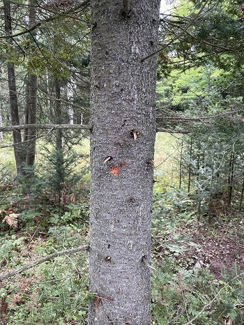 Michigan: invasive balsam woolly adelgid confirmed in Missaukee County