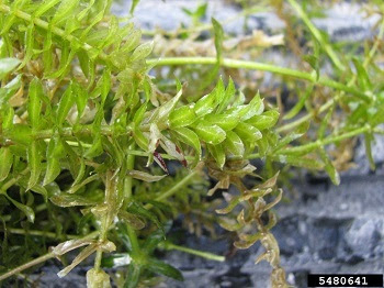 First Michigan detection of invasive hydrilla triggers response