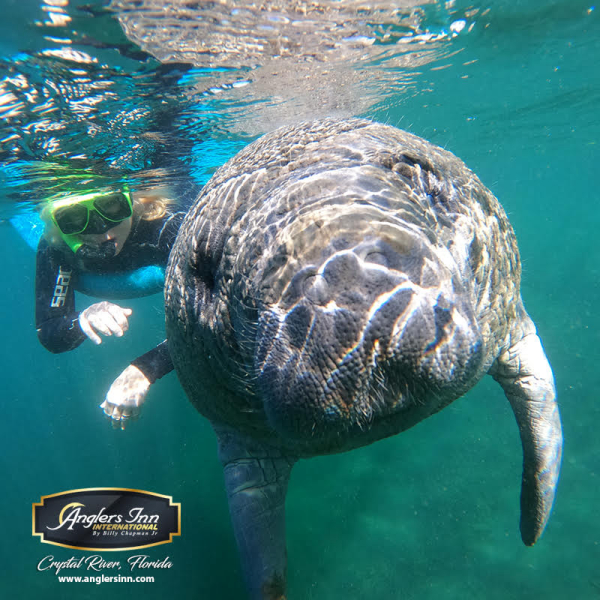 Manatees On The Move At Crystal River Florida Water World Wire   Baa02c01 9874 4f44 Be32 Cf97b33422e4 600x600 