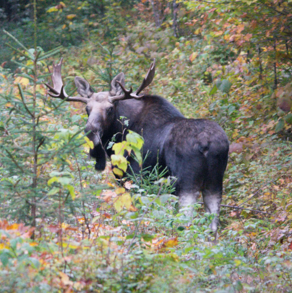Vermont Hunters Help Manage Vermont Moose Population Outdoor Wire
