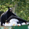 Community Bear Meeting Scheduled in Red Lodge December 9