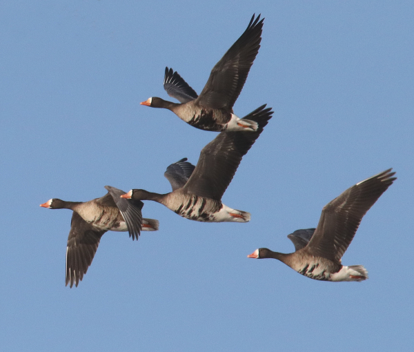 Arctic Geese (Questions About Nature Answered) - Birds & Wetlands