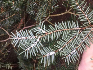 Time to Check Trees for Hemlock Woolly Adelgid