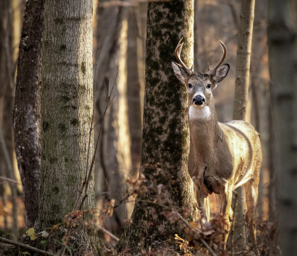 Ohio’s Deer Gun Hunting Season Results