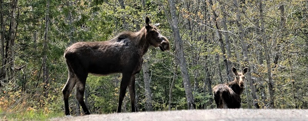 NFWF grants aid 73,000-acre conservation effort in Michigamme Highlands