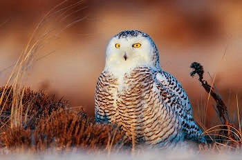Enchanting Owls: Your Guide to Michigan’s Winter Birds