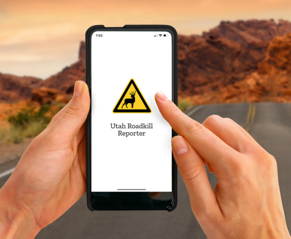 DWR, UDOT Receive Over 3K Reports of Wildlife Killed by Vehicles Through Roadkill Reporter App After First Year