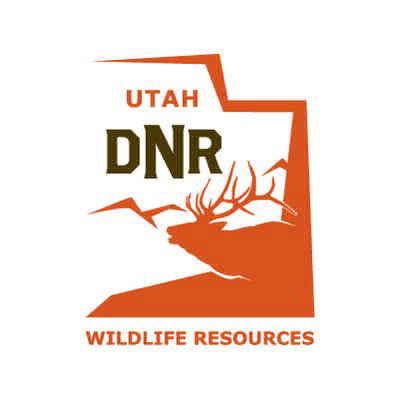 DWR, Conservation Partners Relocate Bighorn Sheep to New Nursery Facility
