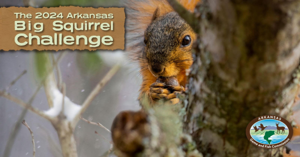 Big Squirrel Challenge returns to Arkansas Jan. 12-13