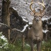 <p>DNR launches Deer Management Initiative to tackle contemporary challenges</p>
