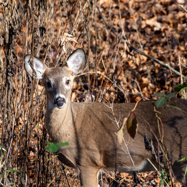 Join the ODNR Division of Wildlife for Field to Table Venison Week Outdoor Wire