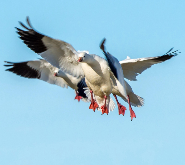 Utah See Thousands of Geese Migrating Through Utah During the 2024