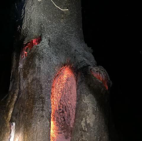 Iowa’s Largest Sycamore Tree Severely Damaged by Suspicious Fire at Geode State Park
