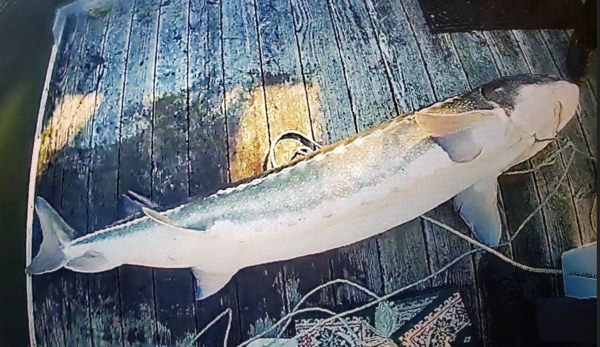 Jugs, Trot Lines For Big Numbers Of Oconee Catfish - Georgia Outdoor News