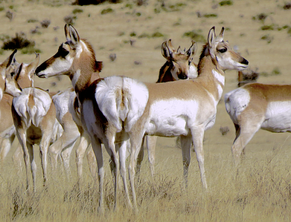 Wildlife Commission Updated on Pronghorn Study