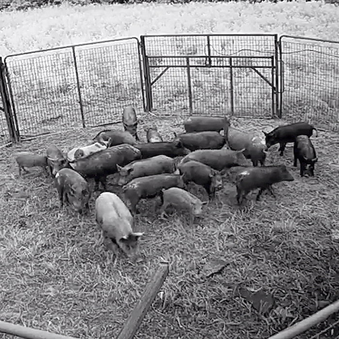 Alabama Agencies Meet to Work on Feral Swine Solutions