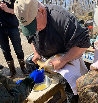 Michigan DNR Collecting Walleye Eggs on Muskegon River This Spring