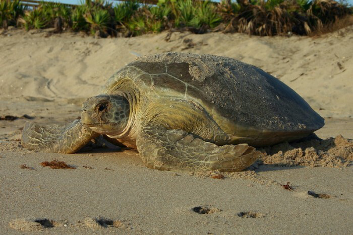 Sea Turtle Nesting Season Arrives Along Florida’s Coasts