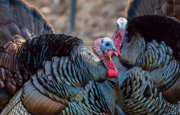 Turkey Troubles: How to Minimize Aggressive Turkey Encounters This Spring