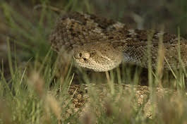 Rattlesnakes Typically Not A Threat Unless Provoked