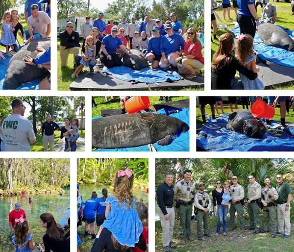 Another Successful Release of a Manatee in Three Sisters Springs