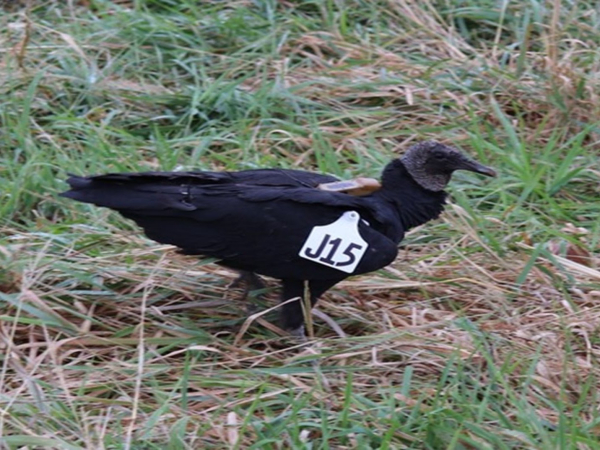 USDA Black Vulture Study Taking Flight in Arkansas, Missouri