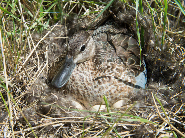 Delta Waterfowl Expands Predator Management to Produce More Ducks