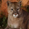 What To Do If You Encounter A Mountain Lion In Utah