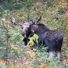 Vermont Moose Hunt Application Deadline, June 19