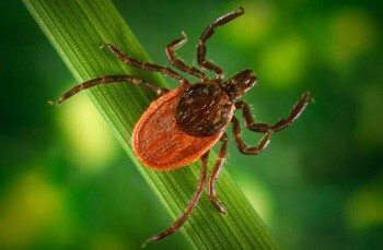 Protect Against Mosquito, Tick Bites