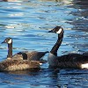 Vermont Fish &amp; Wildlife Seeks Volunteers for Goose Banding