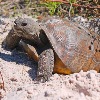 FL FWC June 27 workshop in Palm Bay encourages gopher tortoise conservation