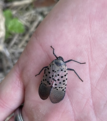 Michigan: spotted lanternfly confirmed in Monroe County