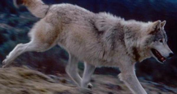 Genetics-Based Modeling Estimates Idaho's 2023 Wolf Population Was 1,150