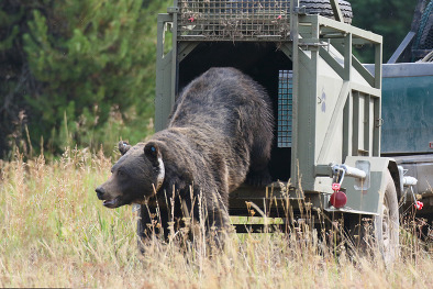 Grizzly Bear Relocated in Northwest Wyoming