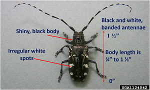 Time to Look for Invasive Asian Longhorned Beetle