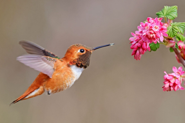 It’s Hummingbird Migration Time Again!