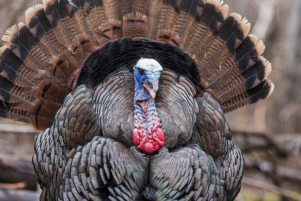 Michigan Fall Turkey Drawing Results Available Now