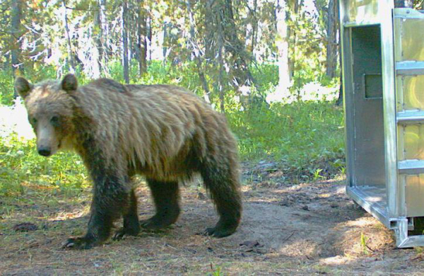 Sow Grizzly Trapped and Relocated in Island Park Area