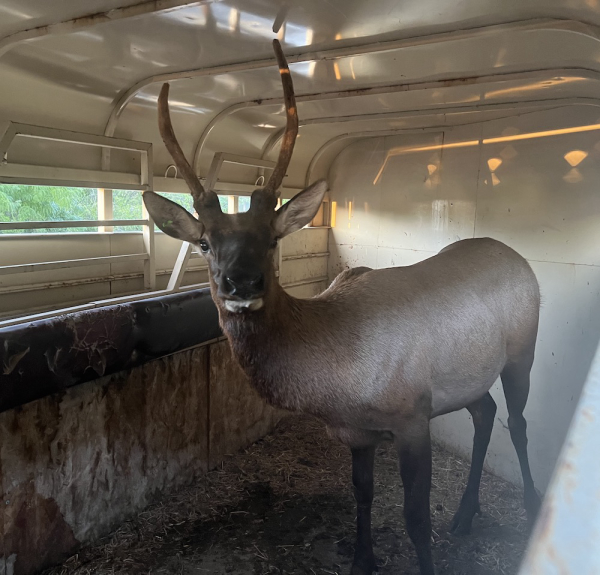 F&G Darts and Relocates Young Bull Elk in Boise