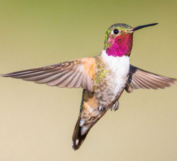 Hummingbird Season