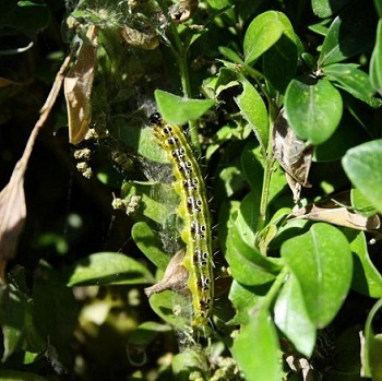 Invasive Box Tree Moth Confirmed in Lapeer County, Michigan