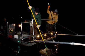 Checking in on Young Walleye:  Michigan DNR Begins Fall Surveys in September