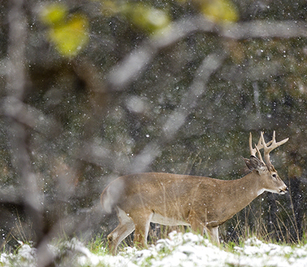 2024 Michigan Deer Hunting Preview