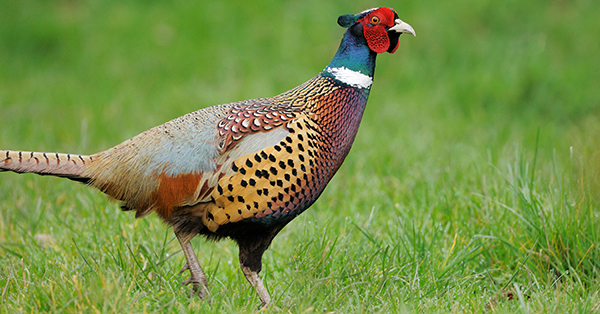 Pheasant Releases Set for Southern Michigan State Game Areas This Fall