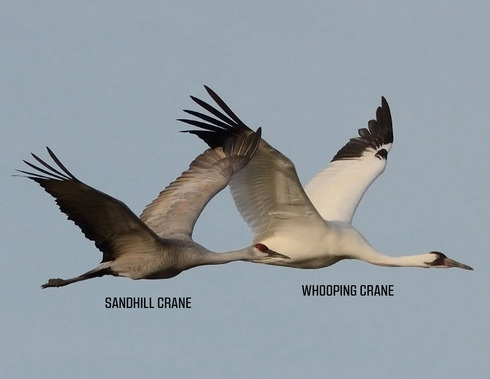 Whooping Cranes to Move Through Oklahoma