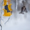 <p>Michigan - Winter&nbsp;Bird&nbsp;Feeding 101: Follow these tips to keep birds safe</p>
