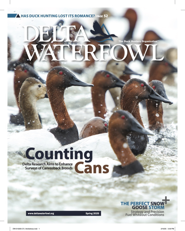Delta Waterfowl’s Spring Issue Goes ‘Chasing Canvasbacks’ | The Outdoor ...