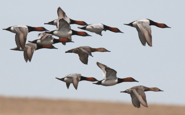 BirdCast Migration Monitoring Online