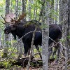 <p>The Moose is Loose on the March 'Wildtalk' Podcast Episode</p>
